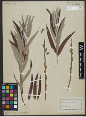 Foto von Salix viminalis L.